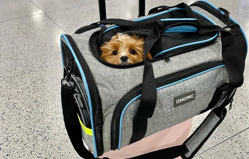 amtrak dog carrier amtrak dog carrier