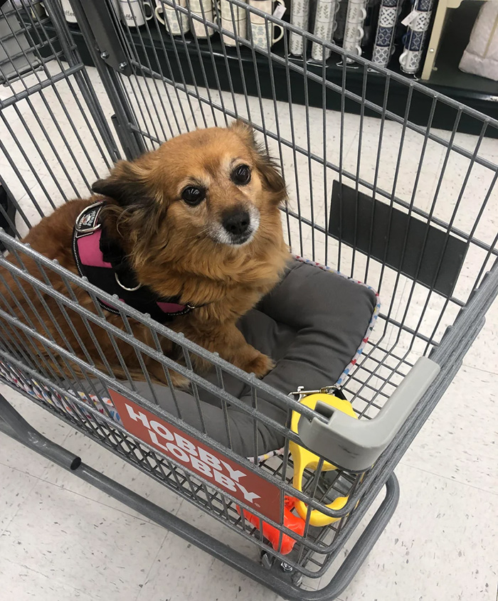 hobby lobby dog